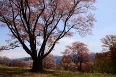 ++ﾊｻﾞｸﾗ++