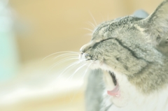 ++あくび++