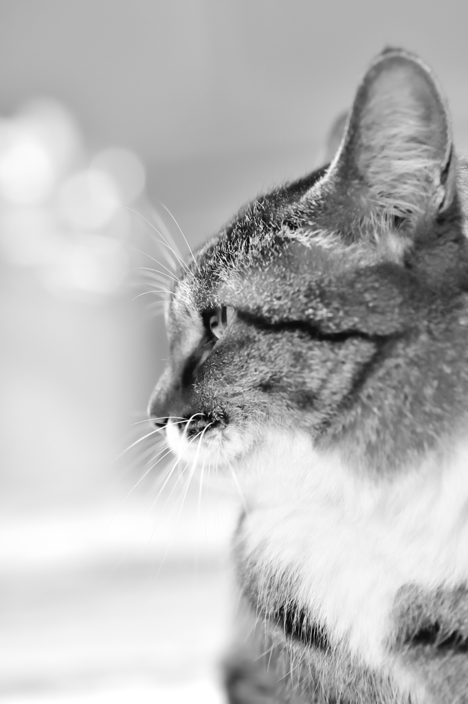 ++Cat Eye++