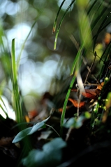 ++Shower of morning sun++