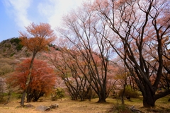 ++屏風岩と葉桜++