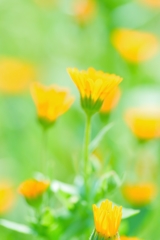 ++Happy Yellow++
