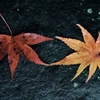 ++二人の時間も泡見たいになって　あなたの匂いを一人探していた++