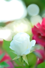 ++White Rose++