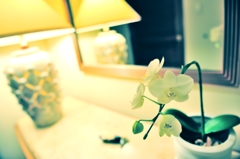 ++夜咲花++