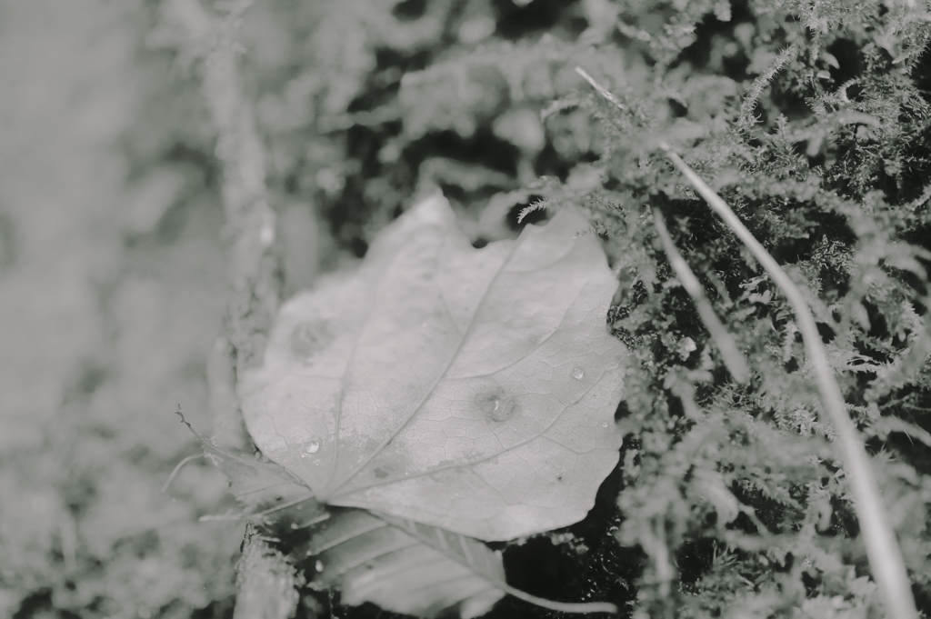 ++leaf fox++