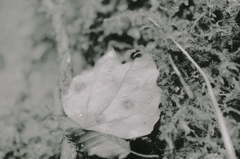 ++leaf fox++