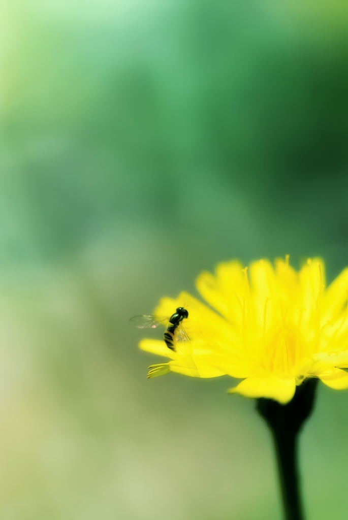 ++yellow fairy++