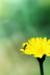 ++yellow fairy++