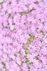 ++flower shower ++