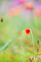 ++雨上がりの花++
