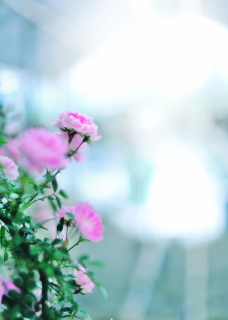 ++ Light Rose Color ++