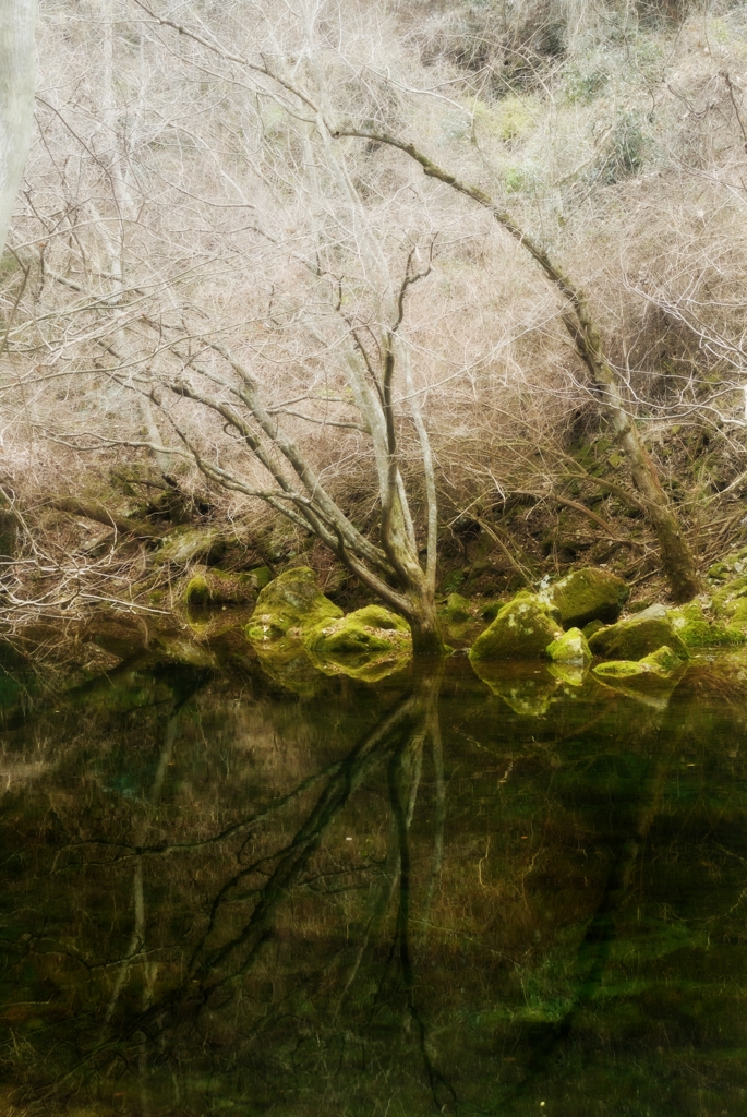 ++Tree Dancer++