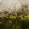 ++Tree Dancer++