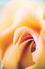 ++水曜日の薔薇++