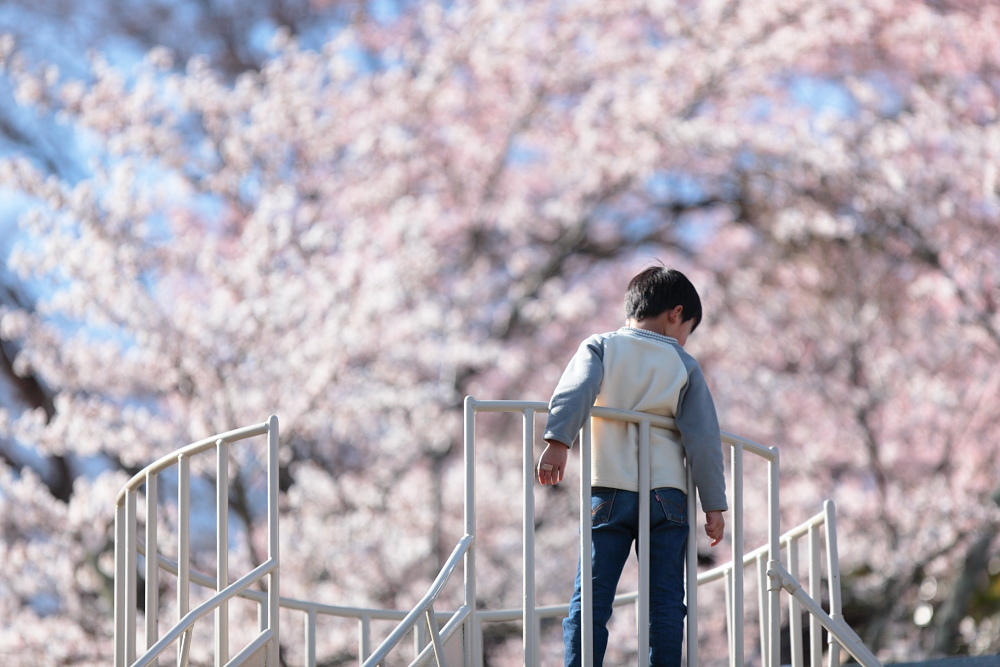 桜の空に