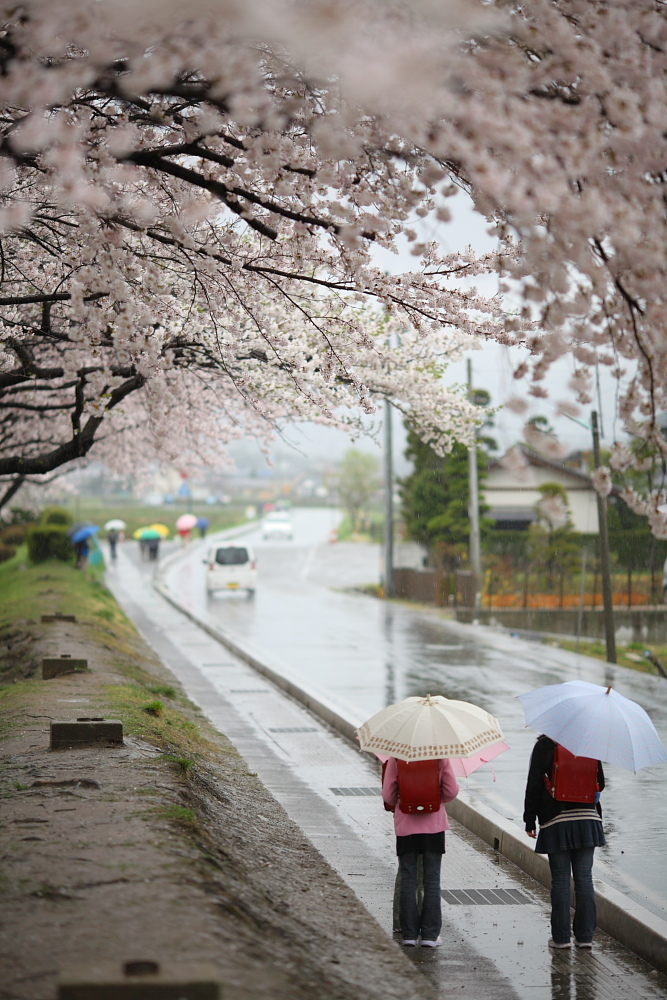 桜傘