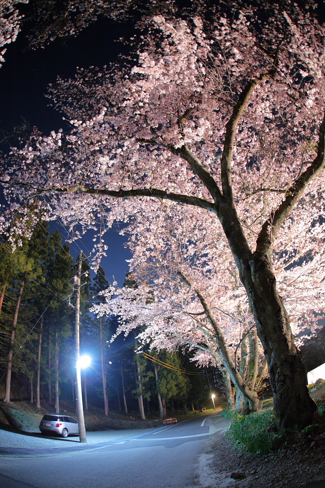 夜桜薫る