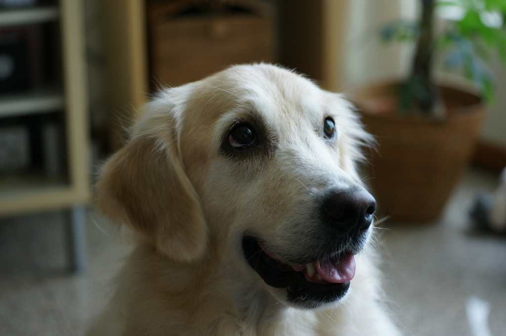 愛犬
