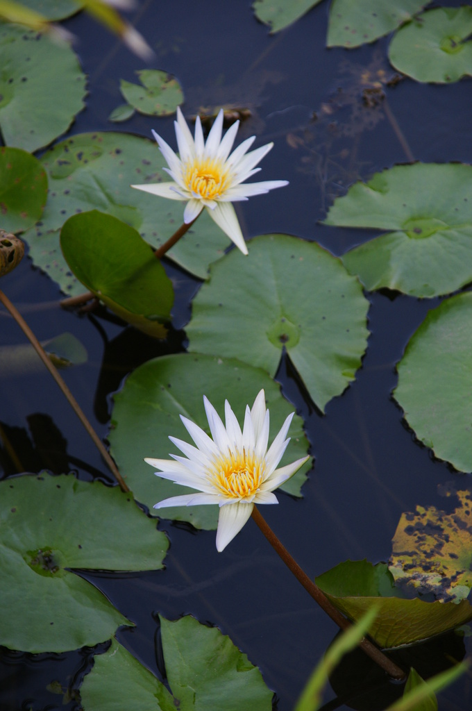 池の花