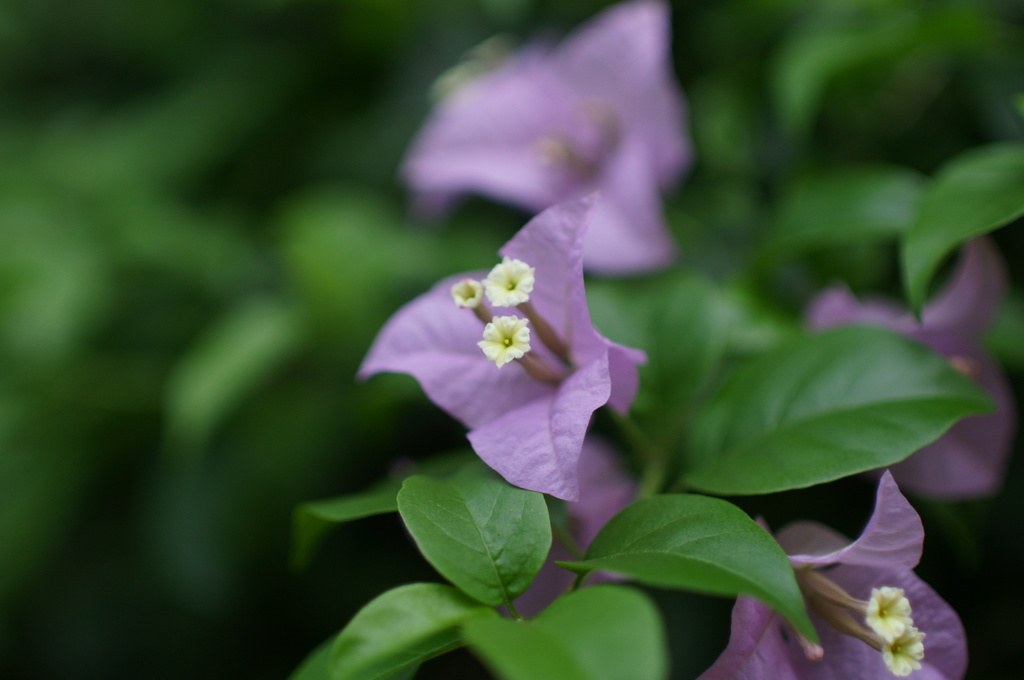 35ｍｍF1.4Gのボケ