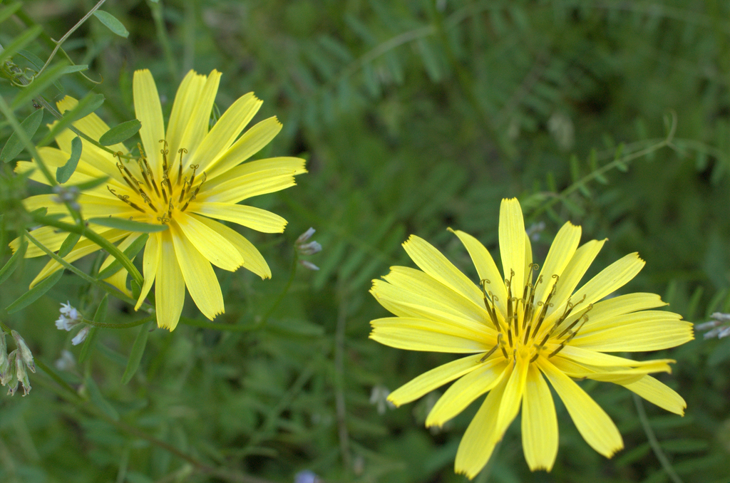 オオジシバリの花