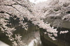 神田川にかかる桜