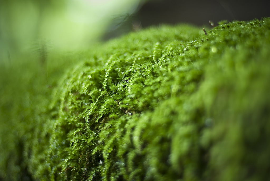 moss