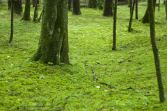 さらに。。。。コケ