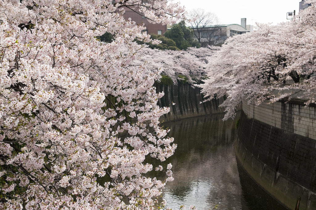 満開の神田川