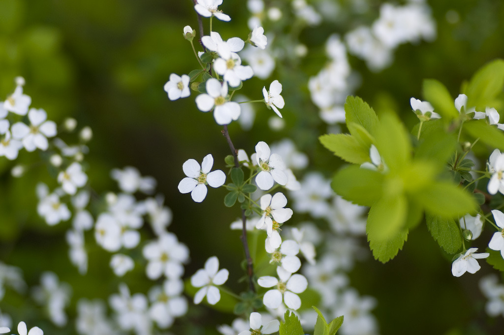 small white