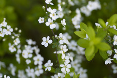 small white