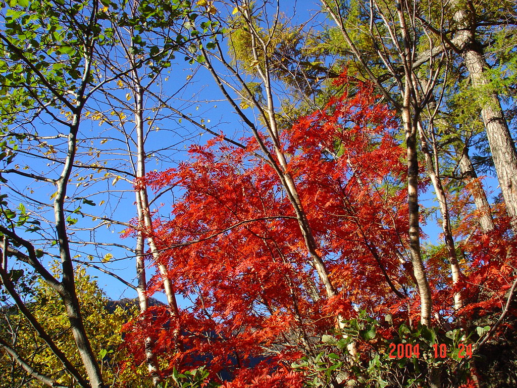 日光の紅葉DSC00032