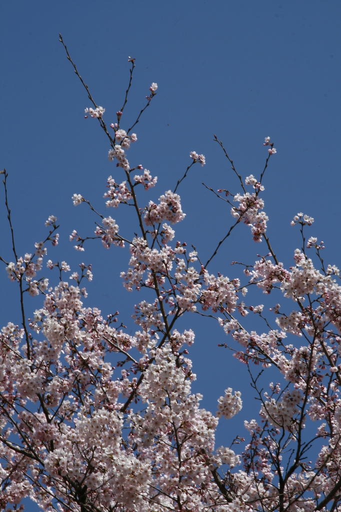 春の日差しを感じて_MG_0002