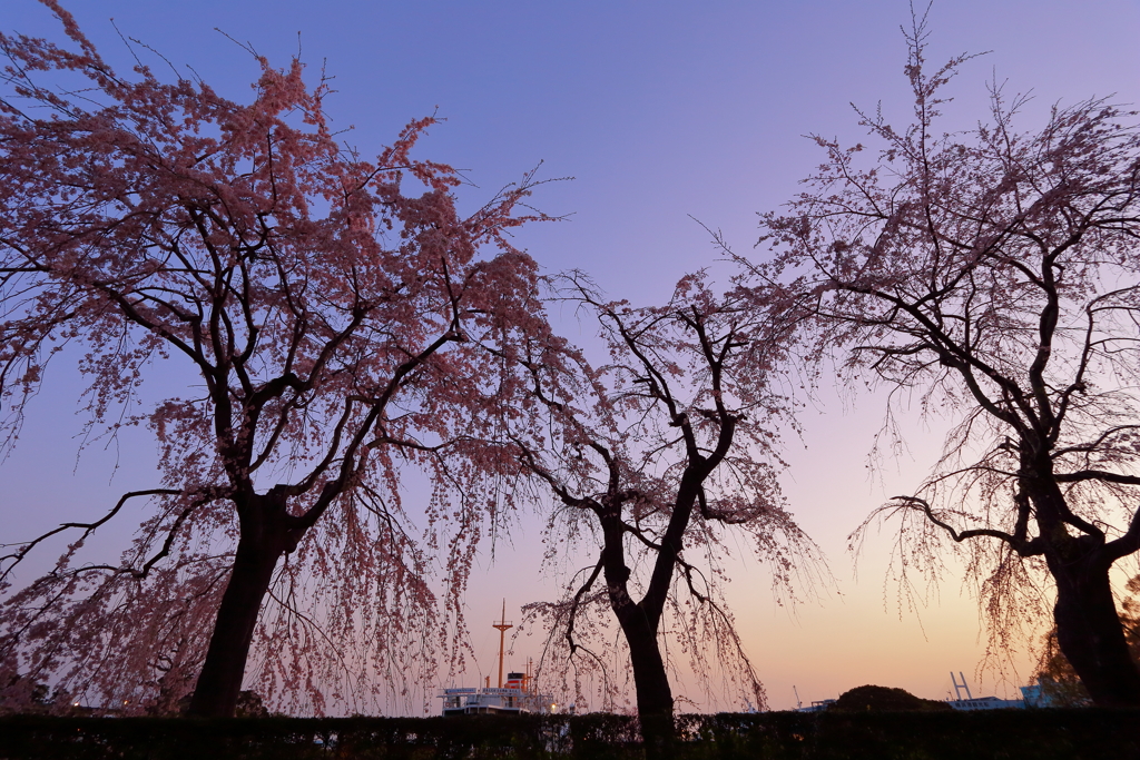 夜明けの桜