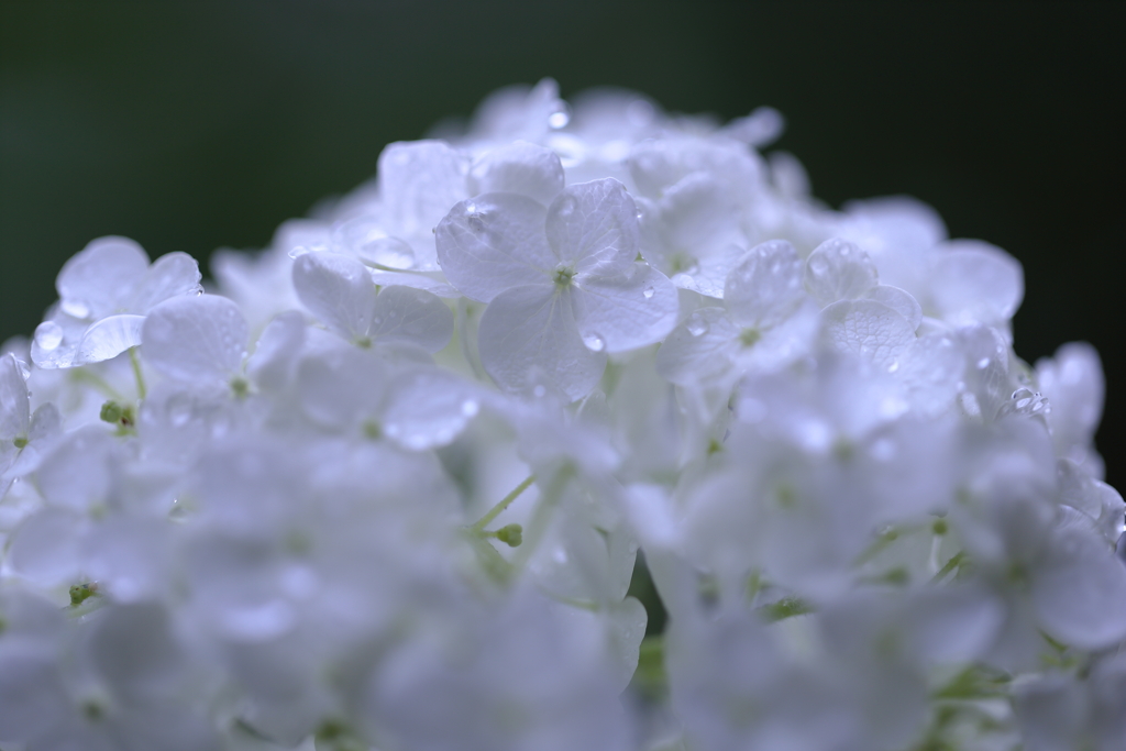 雨滴