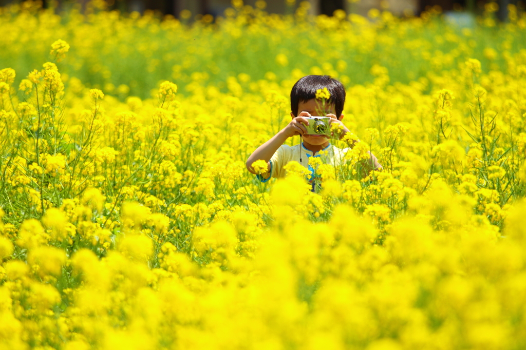 菜の花畑の少年