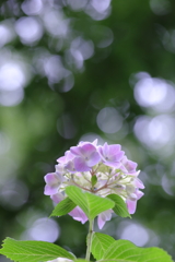 キラキラ紫陽花