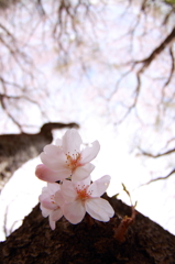頭上の桜