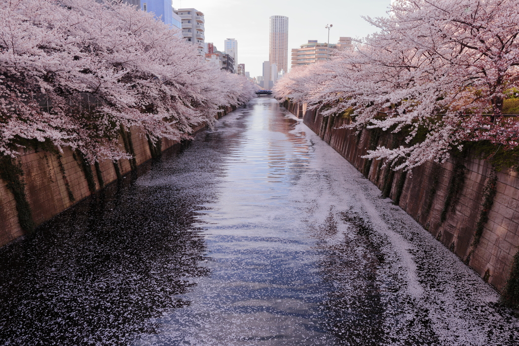 目黒川の桜