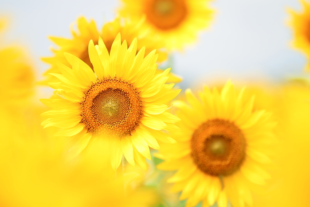 SunSun