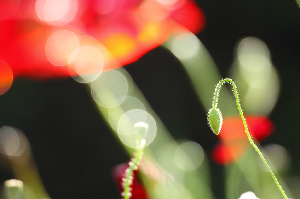 蕾