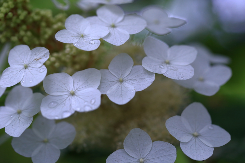 雨上がりの朝に