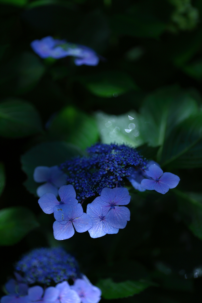 雨上がりの紫陽花