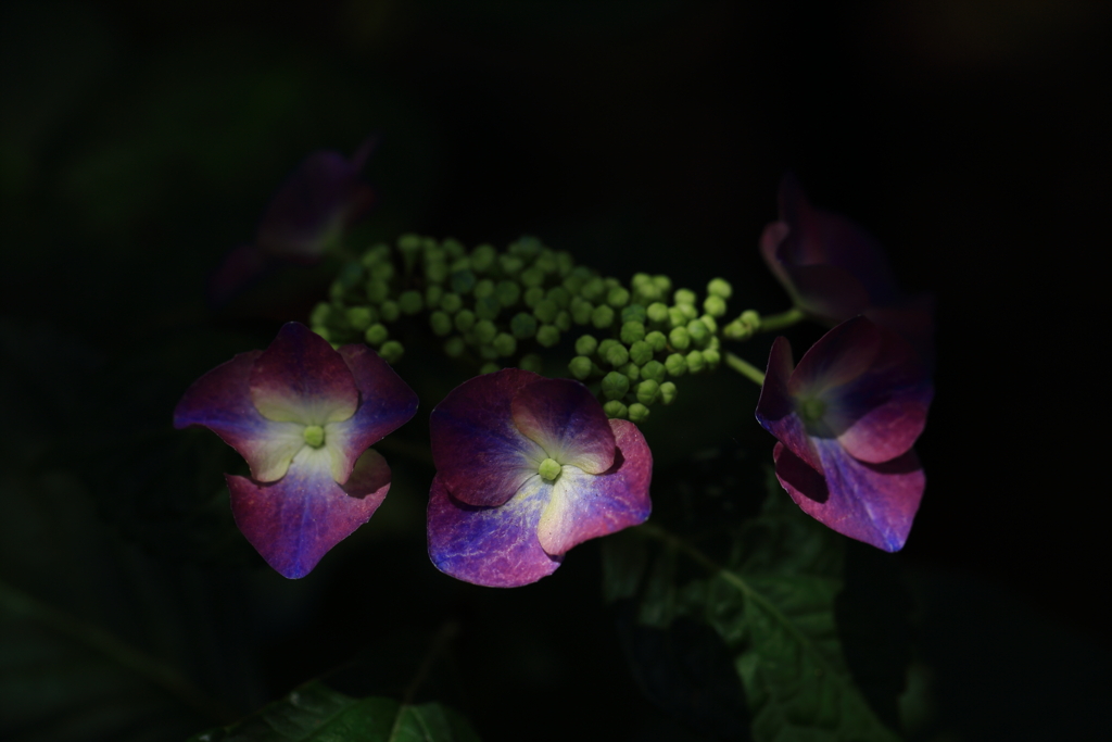 妙楽寺の紫陽花