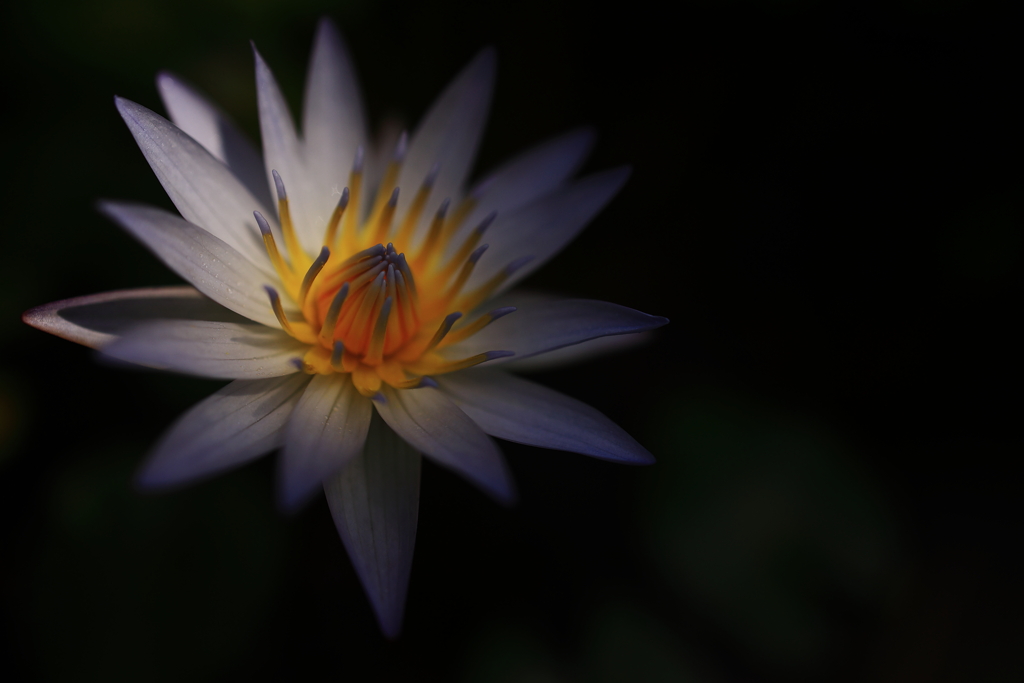 Waterlily