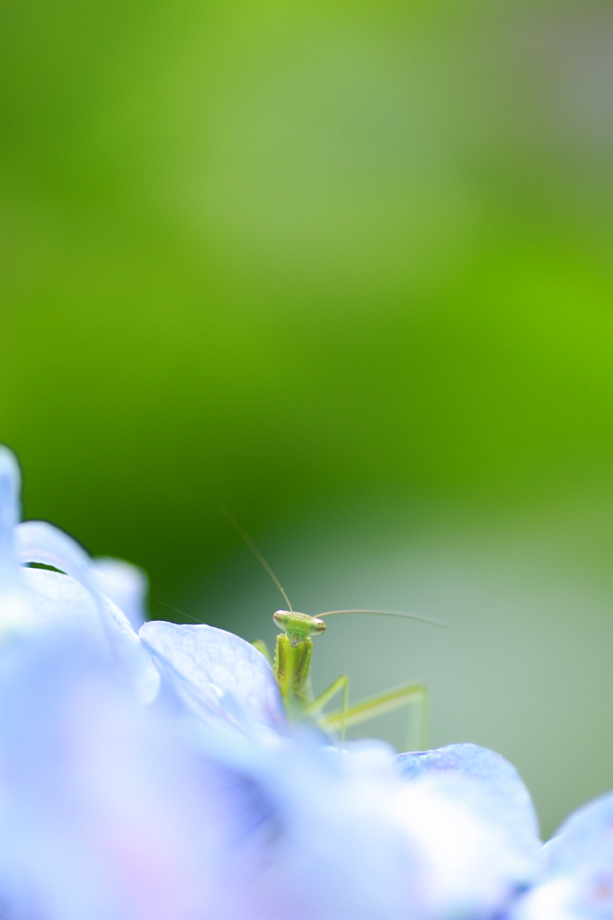 紫陽花の絨毯