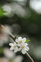 SAKURA