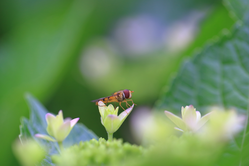 紫陽花に誘われて