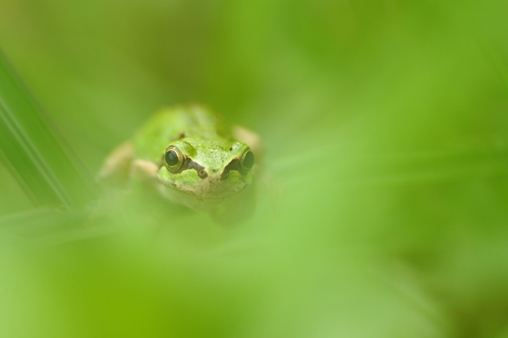GReeeeN